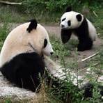 is a panda a bear or marsupial animal in the wild2