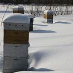 keeping the bees warm2
