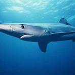 Are shark fins a threat to shark species?4