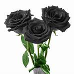 Black Rose4