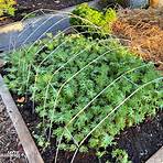 Should I overwinter my Kale?1