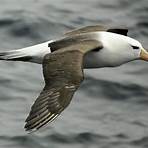albatross bird2