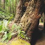 Prairie Creek Redwoods State Park4