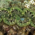 how does a giant clam work in the ocean3