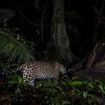jaguar endangered species4