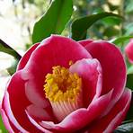 sadaharu oh camellia1