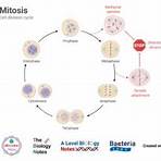 cell cycle regulation2