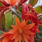 what is the botanical name of the easter cactus houseplant flower in the movie1