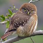 Austral pygmy owl wikipedia1