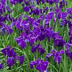 iris pflanzen und pflegen1