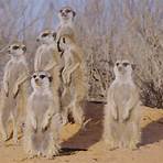 Meet the Meerkats tv4