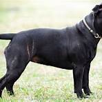 perro pitbull negro1
