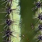 cacti of the sonoran desert2
