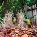 Bowerbirds3