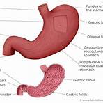 Gastric mucosa wikipedia1