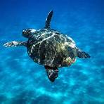 How long do sea turtles live?4