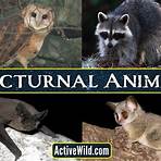nocturnal animals meaning5
