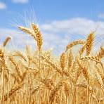 what grains are not gmo grains harmful to the body3