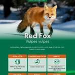 red fox animal1