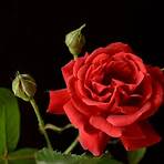 what does a rose symbolize in the bible3