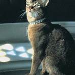 The Cat From Outer Space4