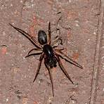 black spider pictures3