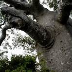 baobab arbre3