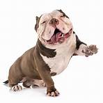 american bully2