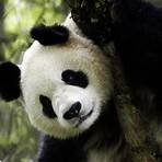 How many giant pandas are left in the wild?1