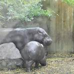 hippopotamus amphibius life history4