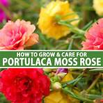 moss rose plant4