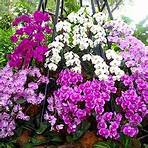 national orchid garden in singapore4