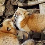 Foxes4