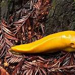 Banana slug wikipedia3
