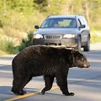 Black Bear Pictures2