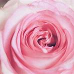 rosa rose bedeutung1