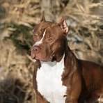 best pitbull puppies for sale3