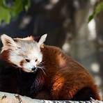 red panda images1