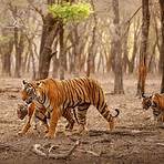 Bengal tiger5