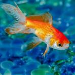 Goldfish Memory3