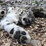 leopardo de las nieves alimentacion2