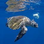 How long do sea turtles live?3