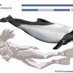 Bottlenose dolphin wikipedia4