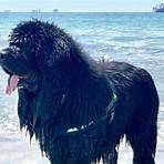 do newfoundlands make good family dogs breeds that don t shed medium size2