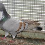 cauchois pigeon5