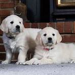 The Goldens1
