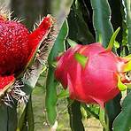 cactus de pitaya nombre científico1