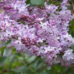 yankee doodle lilac bush2