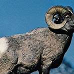 lamb wiki1