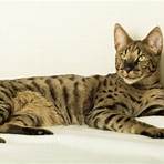 savannah cat big5